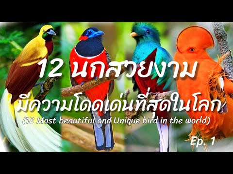 12อันดับ​นกสวยงามและโดดเด่นที่สุดในโลก​ Ep.1(12The most beautiful and unique bird in the world Ep.1)